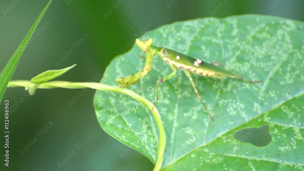Praying mantis sitting on leaf with natural green background, Kolkata, West Bengal, India Praying mantis sitting on leaf with natural green background, Kolkata, West Bengal, India