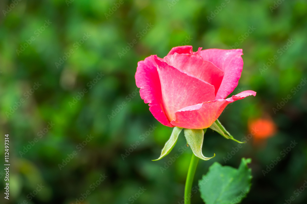 beautiful background with flowers roses beautiful background with flowers roses