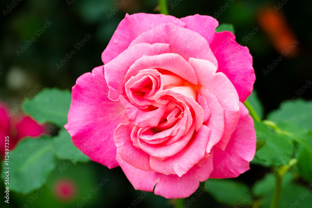 beautiful background with flowers roses beautiful background with flowers roses