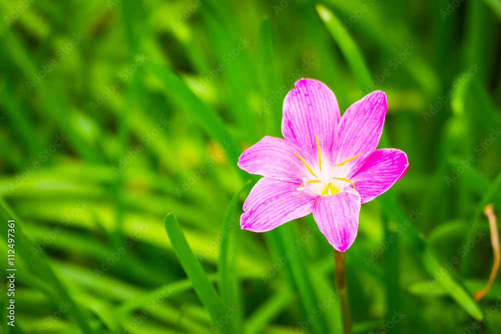 The background image of the colorful flowers The background image of the colorful flowers