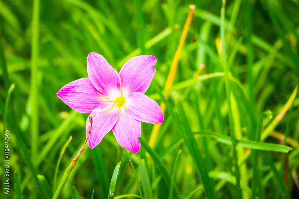 The background image of the colorful flowers The background image of the colorful flowers