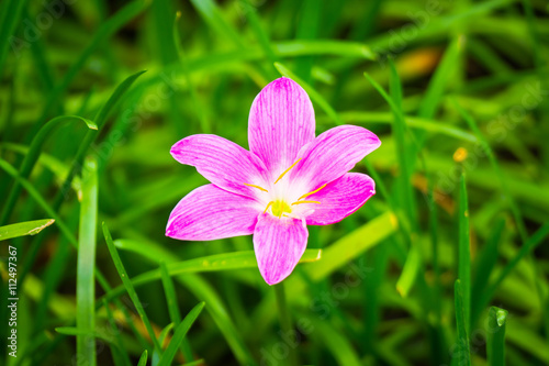 The background image of the colorful flowers