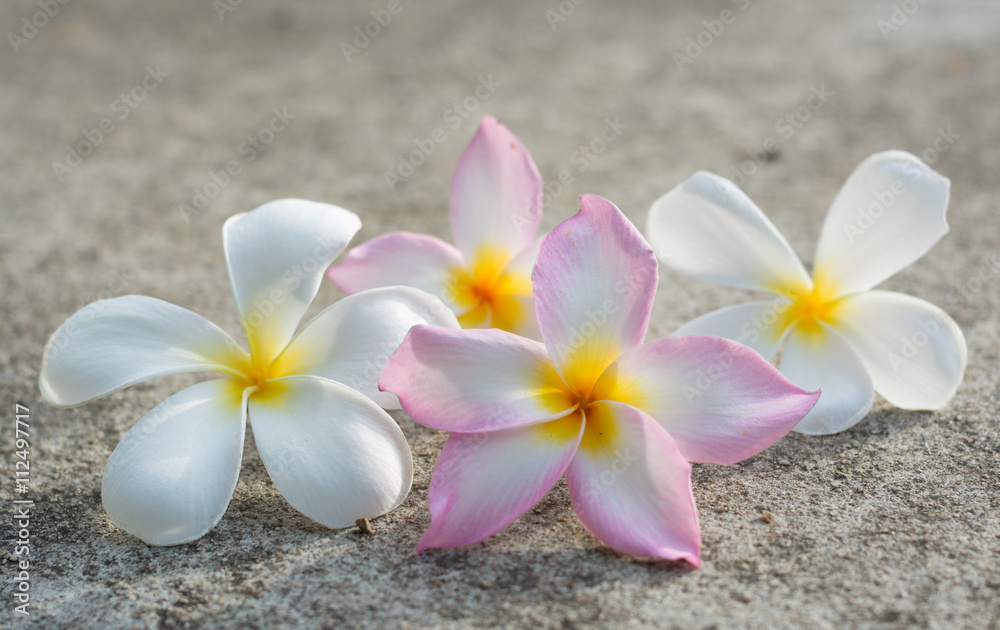 frangipani in a morning frangipani in a morning