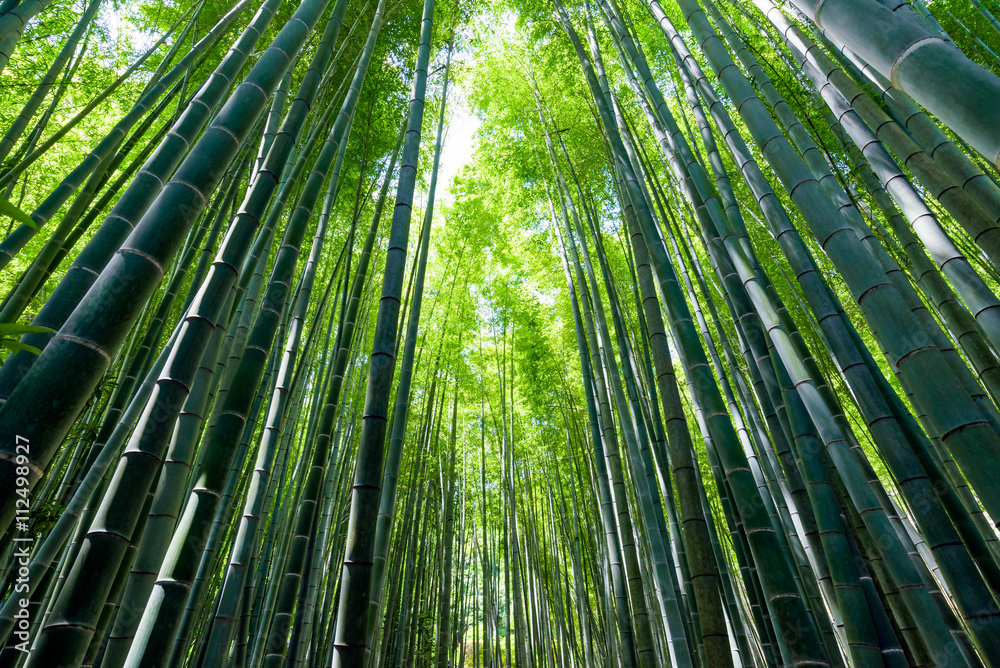 Fototapeta premium 竹林（Bamboo grove, bamboo forest at Kamakura, Kanagawa, Japan）