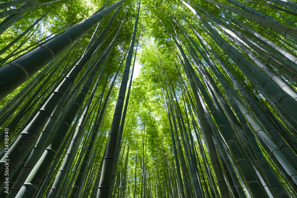 Fototapeta premium 竹林（Bamboo grove, bamboo forest at Kamakura, Kanagawa, Japan）