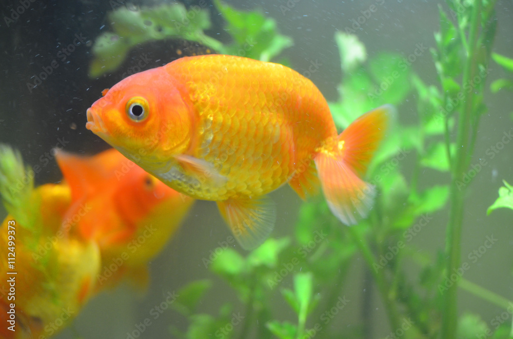 金魚、らんちゅう