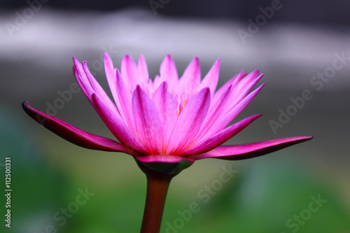 Lotus Flower