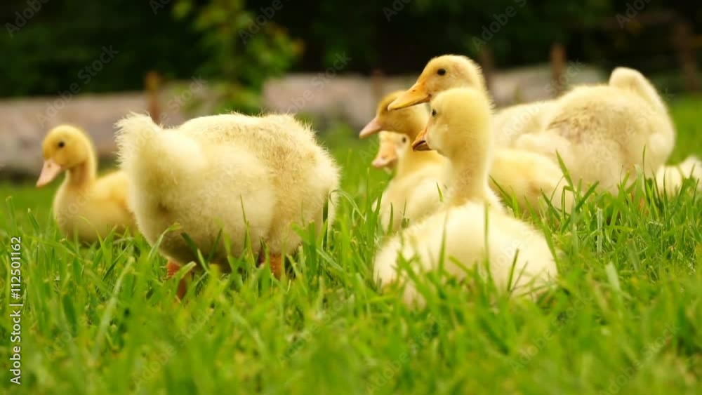 footage little ducklings walking outdoors on green grass