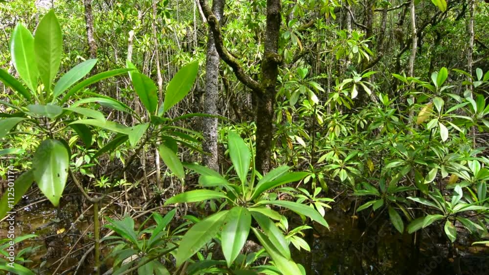 Landscape of Daintree National Park Queensland Australia Landscape of Daintree National Park Queensland Australia