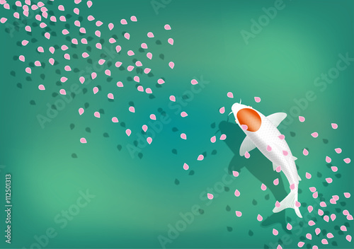 桜の花びらと錦鯉