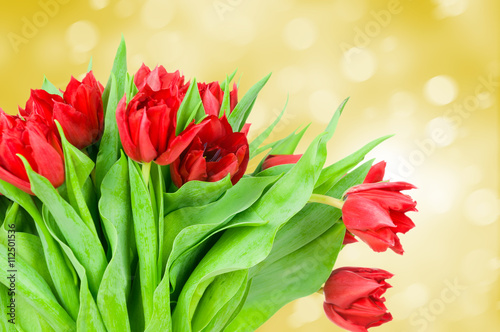 Tulips on color background