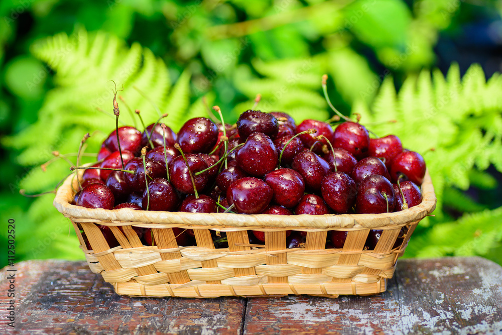 cherries basket harvest cherries basket harvest
