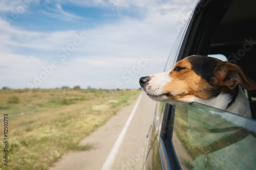 small dog breeds Jack Russell Terrier rides in a car leaning out of the window on a summer day