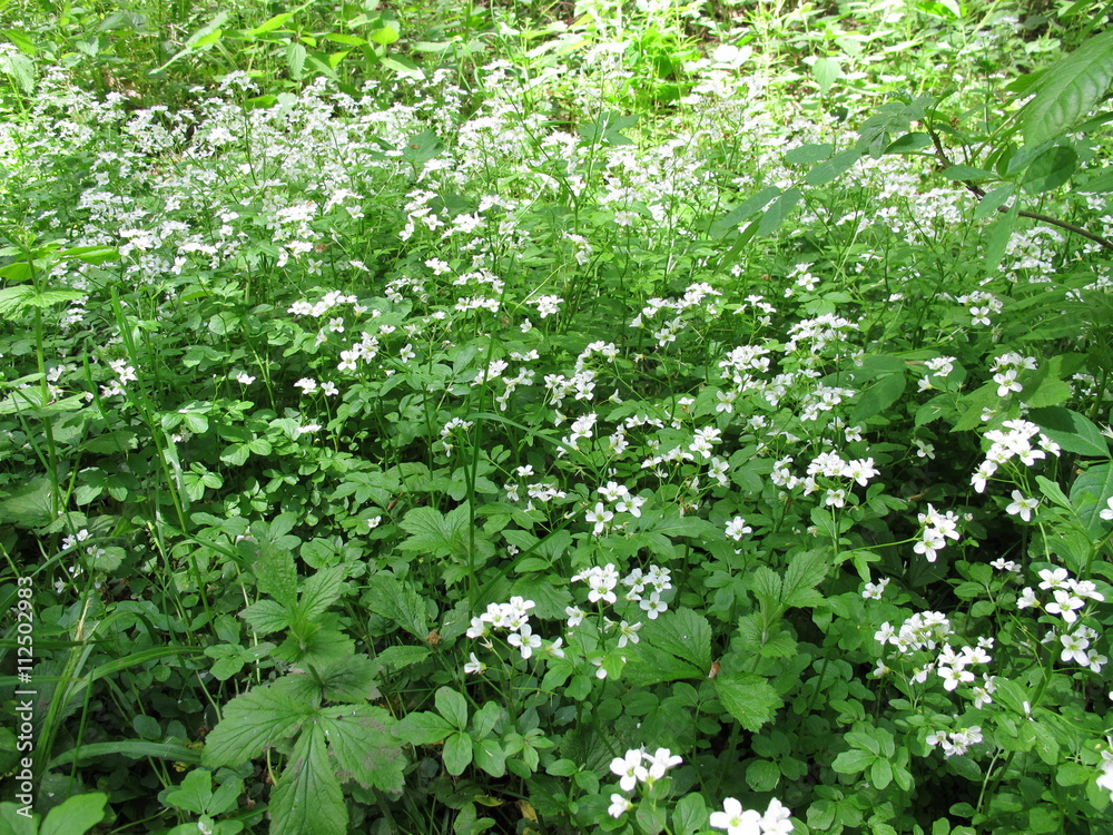 Blühende Brunnenkresse, Nasturtium officinale