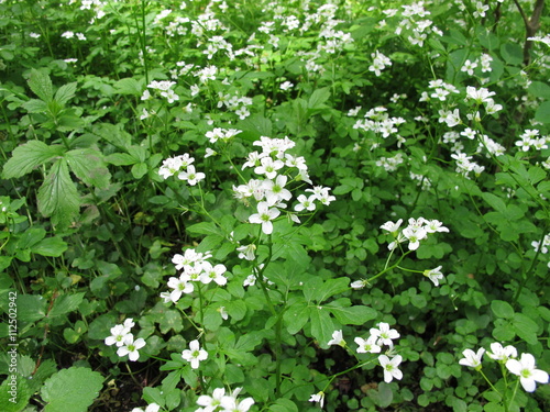 Blühende Brunnenkresse, Nasturtium officinale photo