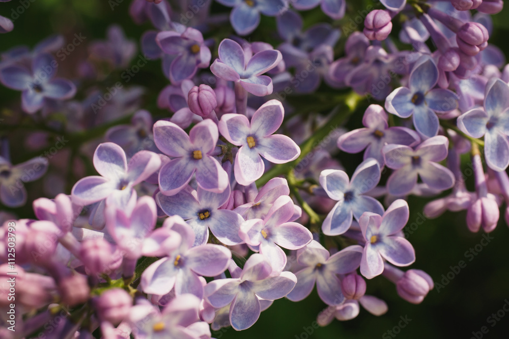 Green branch with purple spring lilac flowers Green branch with purple spring lilac flowers