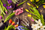 Tulips, hyacinths, crocuses and gardening tools