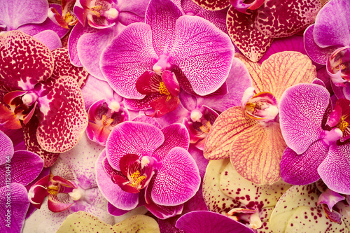 Fototapeta Naklejka Na Ścianę i Meble -  Orchid flowers