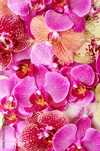 Fototapeta Naklejka Na Ścianę i Meble -  Orchid flowers with drops of water