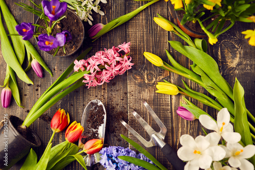 Fototapeta Naklejka Na Ścianę i Meble -  Tulips, hyacinths, crocuses and gardening tools