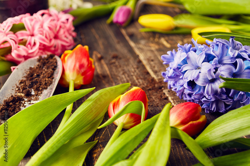 Tulips and hyacinths