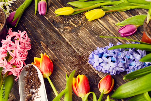 Tulips and hyacinths. Gardening