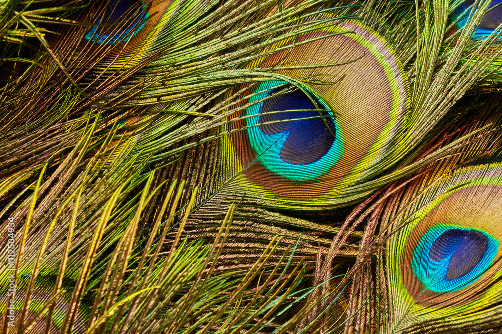 Fototapeta premium Peacock feathers close up