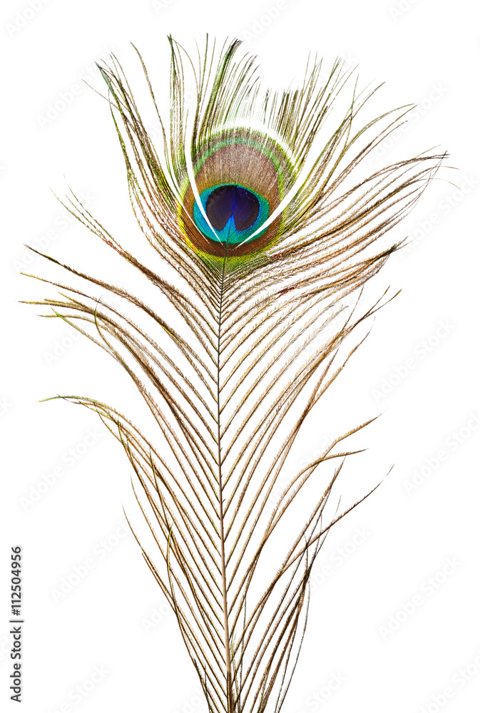 Fototapeta premium Peacock feather