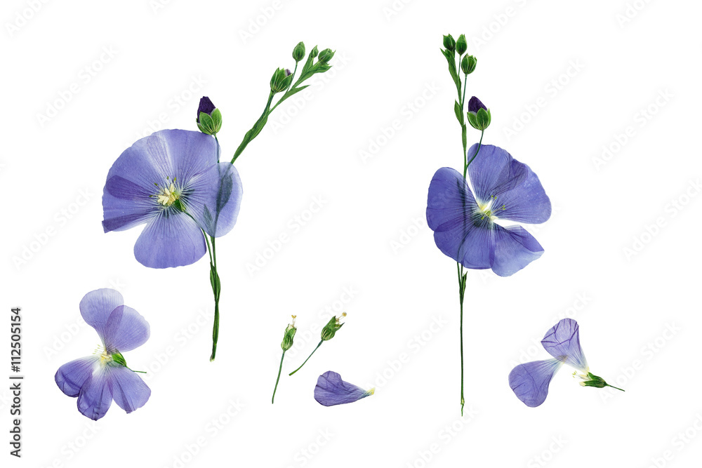 Pressed and dried delicate blue flower flax