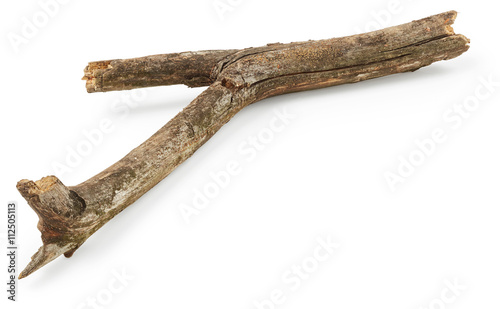 Tree branch