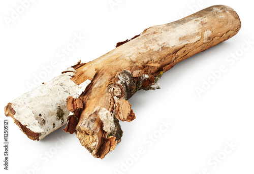 Birch tree branch