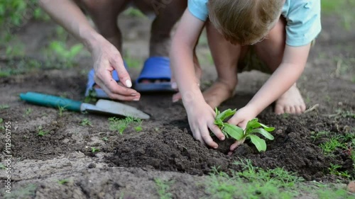 The woman and the child planting seedlings and watering them in backyard garden   
