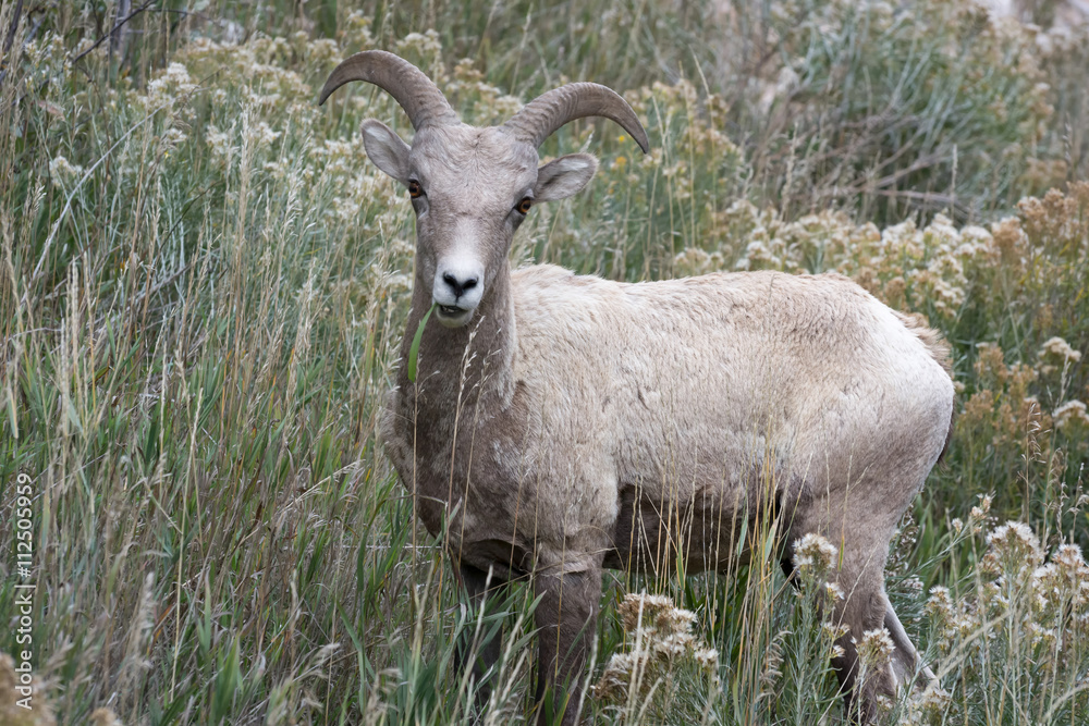 Fototapeta premium Bighorn Sheep (Ovis canadensis)