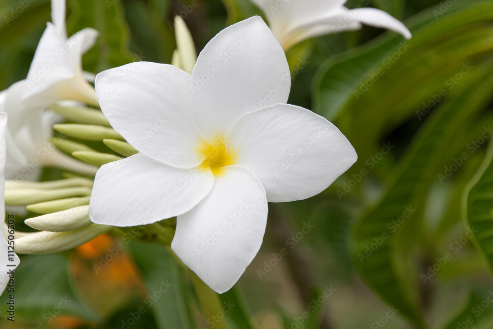 Fototapeta premium Plumeria Pudica
