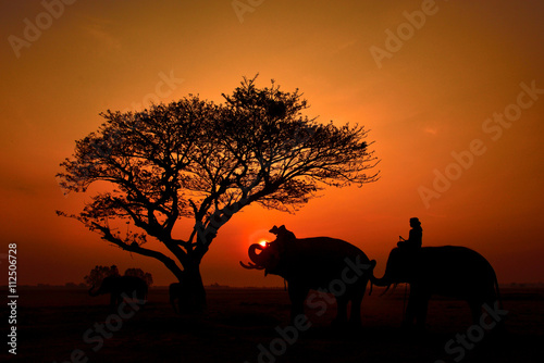 Silhouette many elephant © thanatphoto