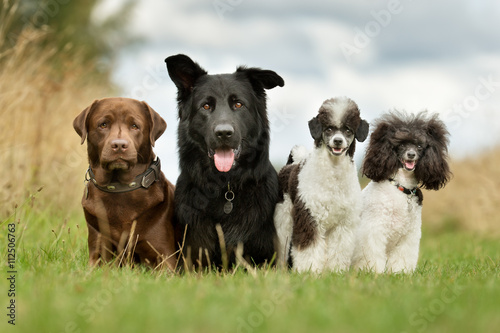 A Dog Family