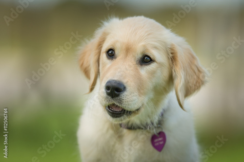Young Golden Retriever Puppy