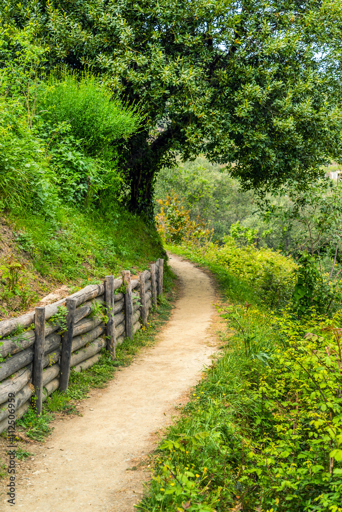 Obraz premium summer path