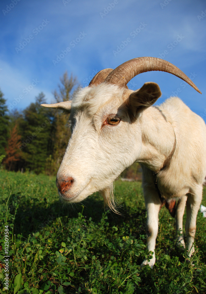 Fototapeta premium goat on the meadow