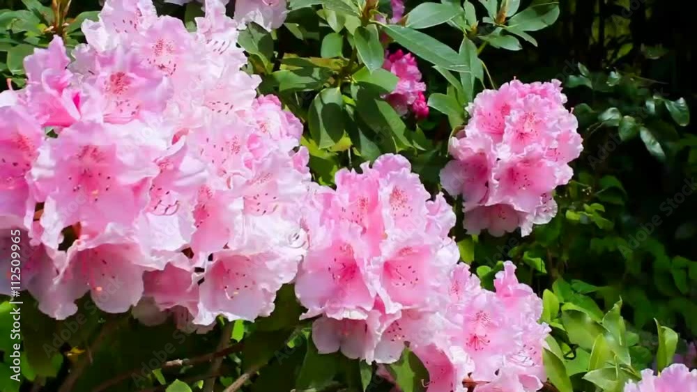 Rhododendron - Blüten im Wind Rhododendron - Blüten im Wind