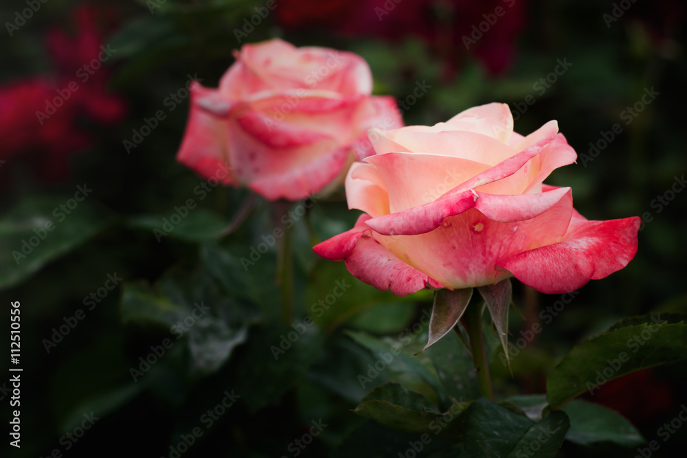 Selective focus on yellow-pink rose with green natural background.