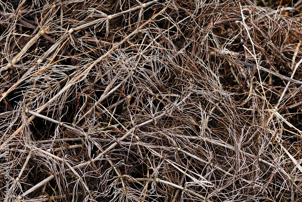 a variety of plants in the field in autumn