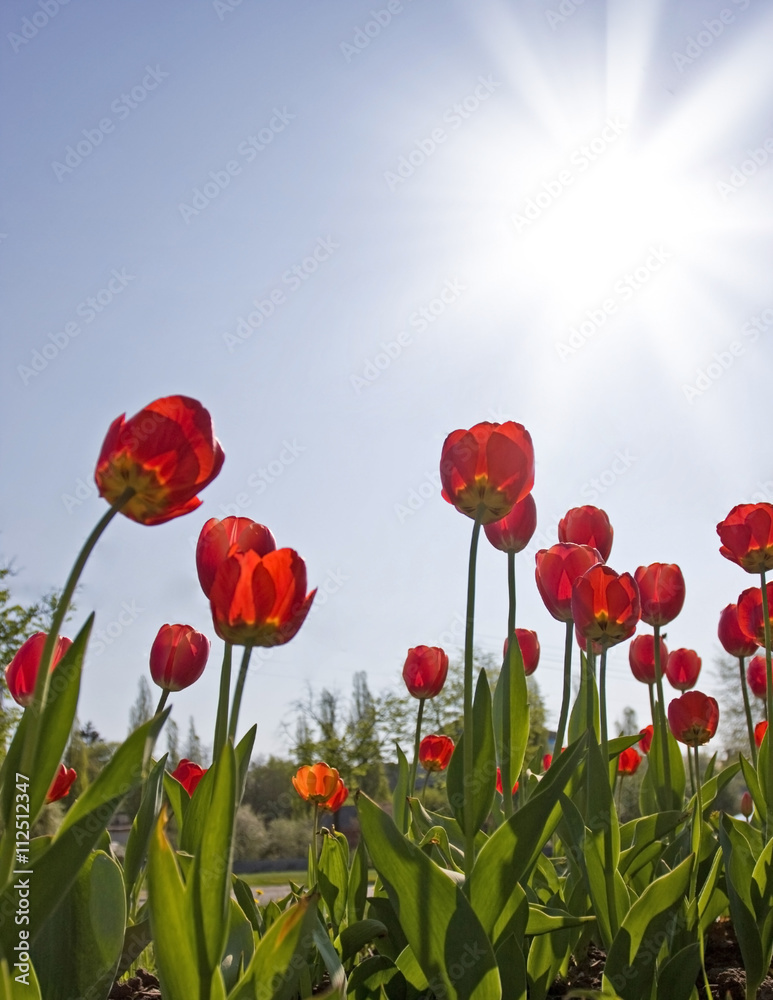 Naklejka premium czerwone tulipany i błękitne niebo