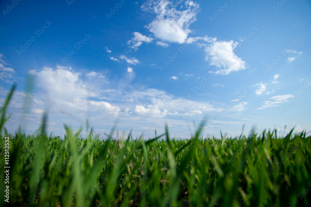 Fototapeta premium Field and sky