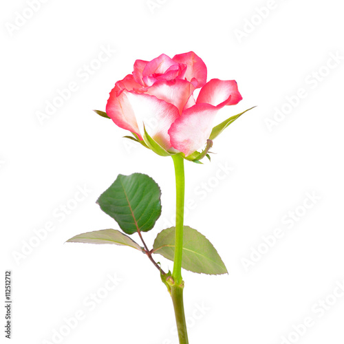 White - pink rose on white background