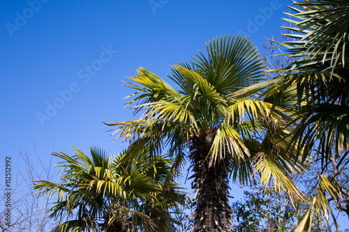 palm trees and blue sky