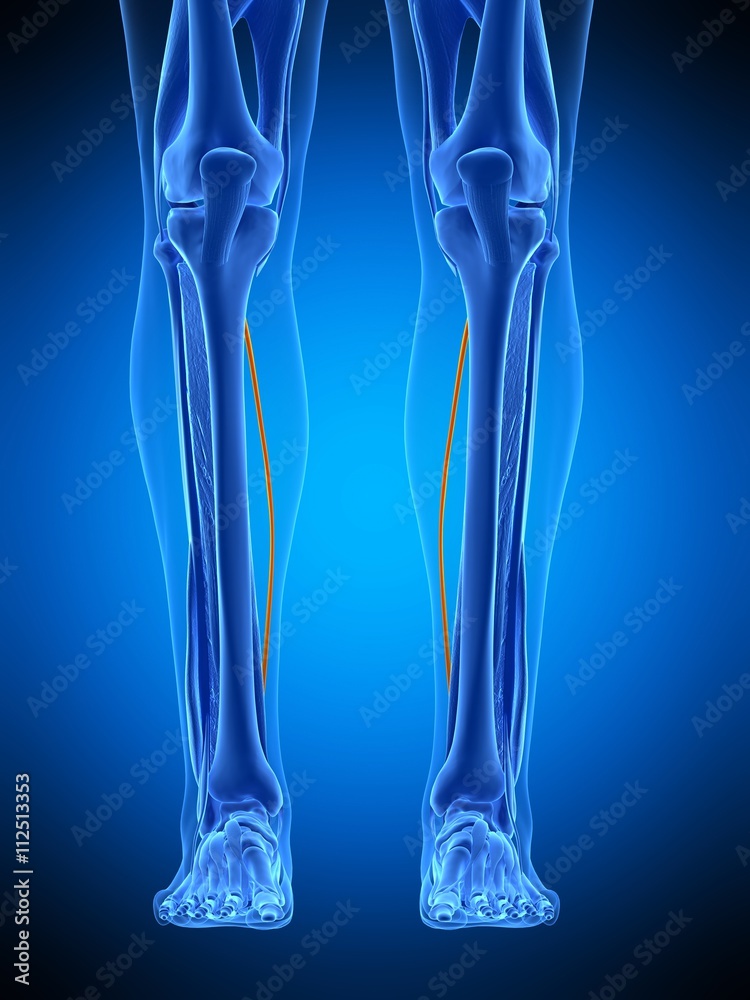 medically accurate illustration of the plantaris medically accurate illustration of the plantaris