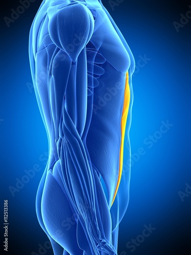 medically accurate illustration of the rectus abdominis photo