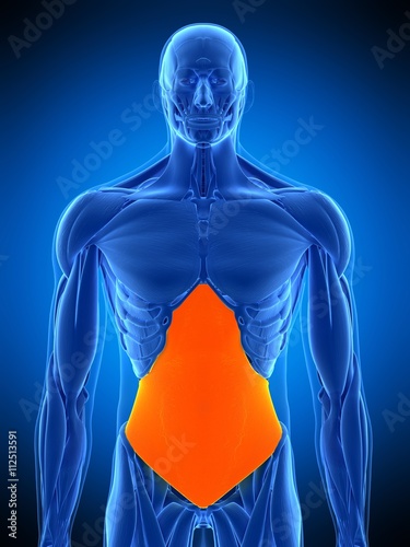 medically accurate illustration of the transversus abdominis photo