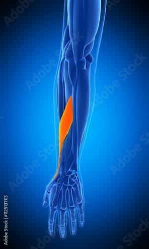medically accurate illustration of the adductor pollicis longus